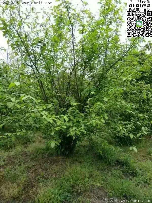 叢生臘梅樹 叢生臘梅樹