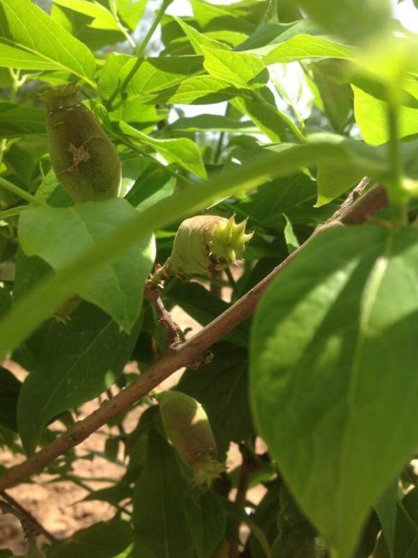 沭陽臘梅基地 沭陽臘梅基地