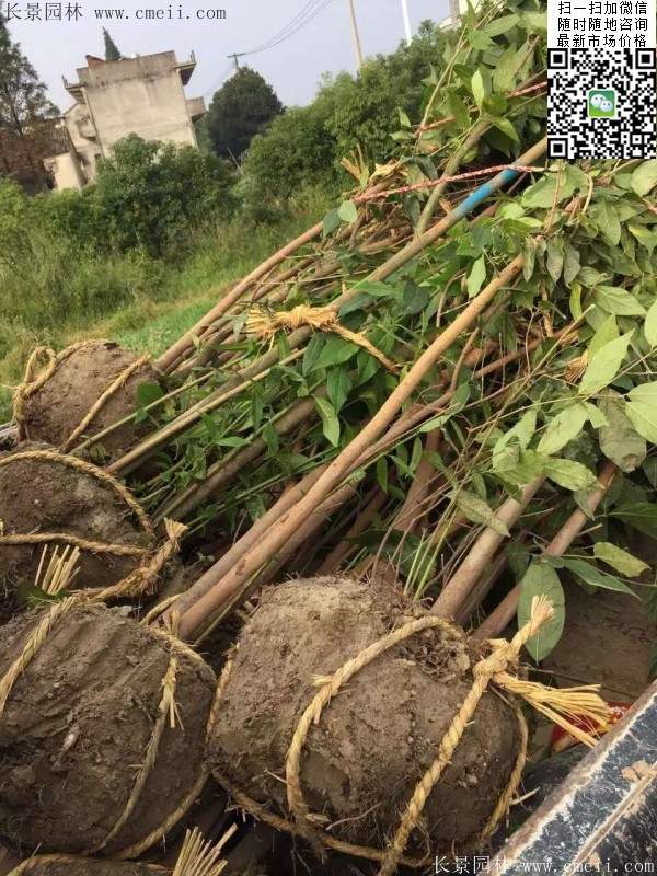 沭陽臘梅花 沭陽臘梅花