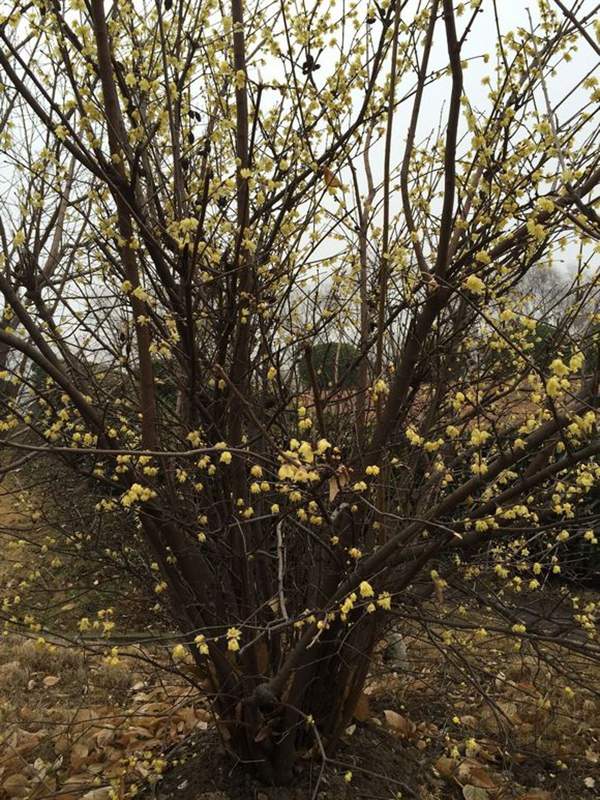 沭陽臘梅花 沭陽臘梅花