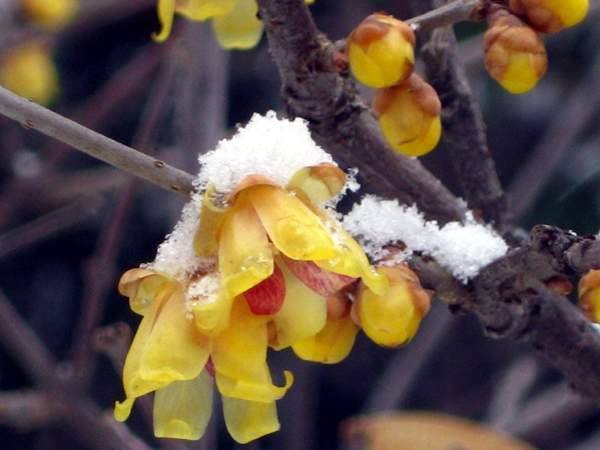 叢生臘梅樹 叢生臘梅樹