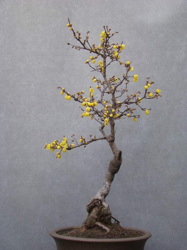 臘梅盆景 臘梅盆景
