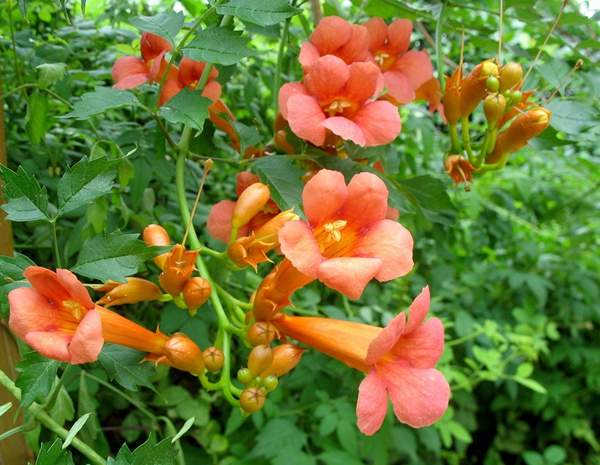 沭陽的凌霄花 沭陽的凌霄花