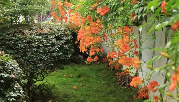 沭陽凌霄 沭陽凌霄