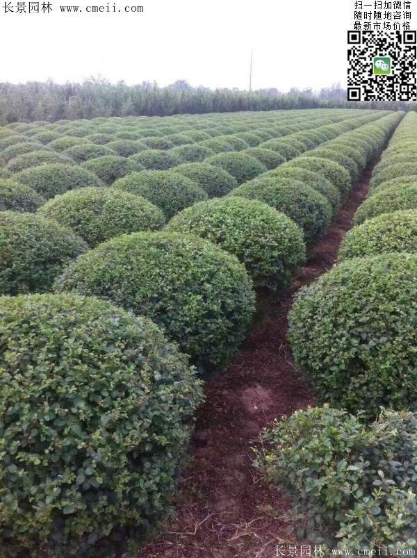 小葉女貞球--長景園林 小葉女貞球--長景園林