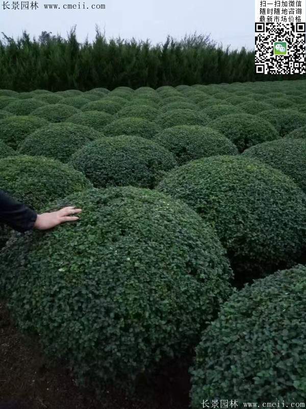 小葉女貞球--長景園林 小葉女貞球--長景園林
