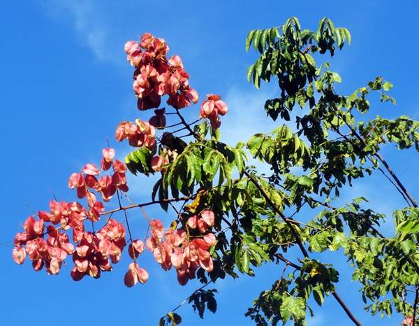 大規(guī)格的欒樹(shù) 大規(guī)格的欒樹(shù)