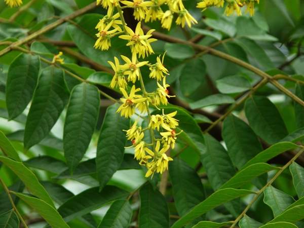 欒樹(shù)基地 欒樹(shù)基地