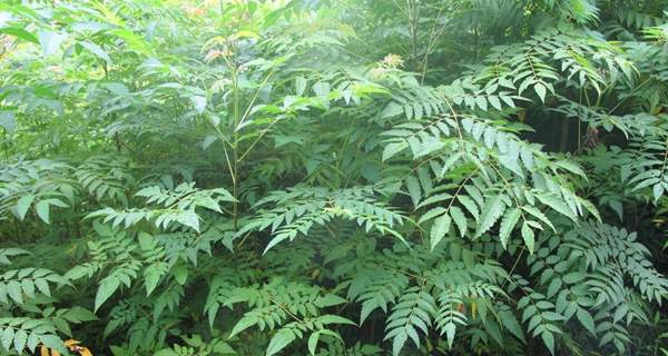 欒樹基地現(xiàn)場