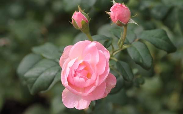 玫瑰多少錢一棵 玫瑰多少錢一棵