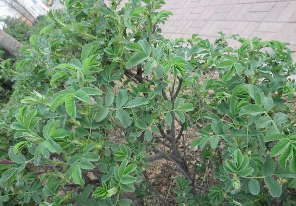 玫瑰多少錢一棵 玫瑰多少錢一棵