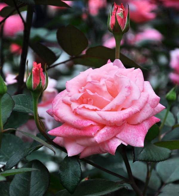 玫瑰多少錢一棵 玫瑰多少錢一棵