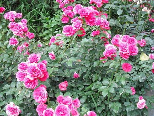 藤本月季花語是什么？