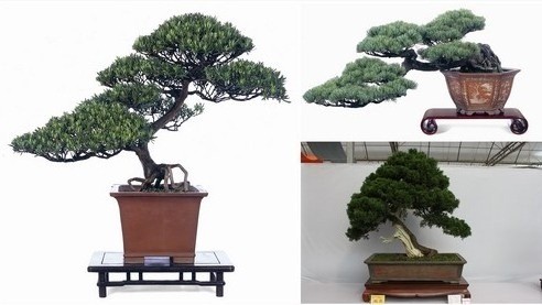 五針松盆景 五針松盆景