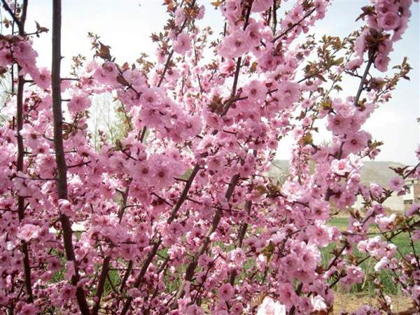 美人梅價值 美人梅價值