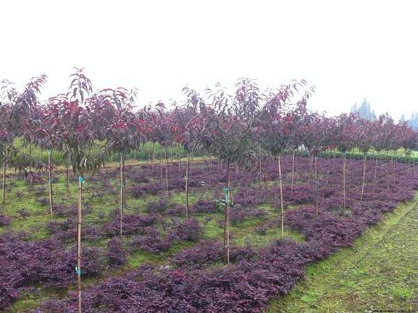 紅葉碧桃種植方法匯總!