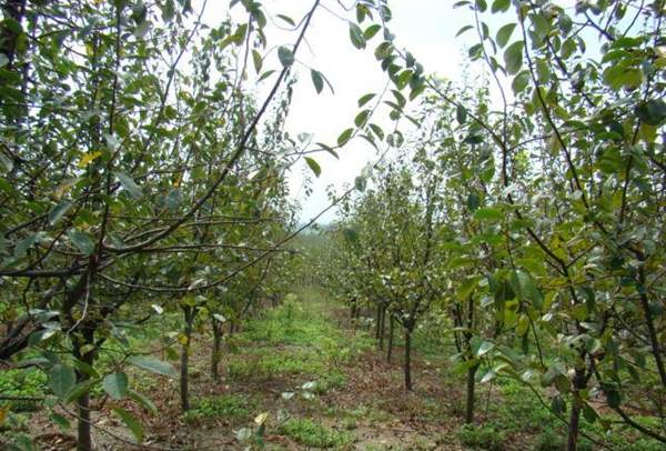 木瓜樹綠化、經(jīng)濟(jì)價(jià)值