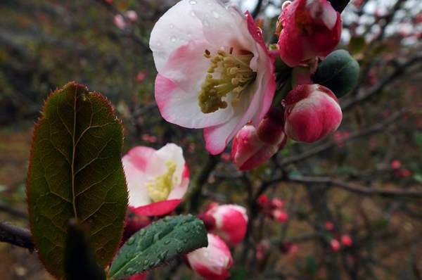 3公分木瓜樹 3公分木瓜樹