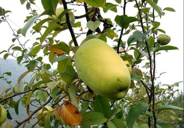 木瓜基地 木瓜基地