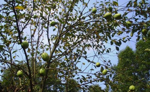 木瓜價格 木瓜價格