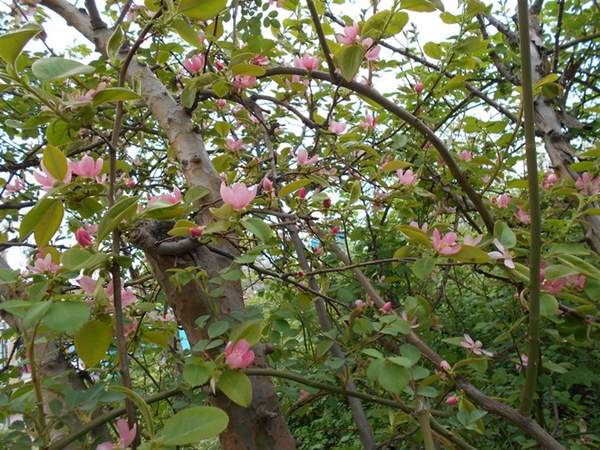 木瓜價格 木瓜價格