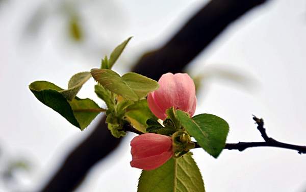 2016木瓜價格 2016木瓜價格