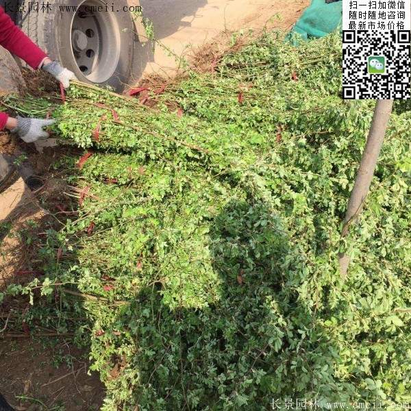 沭陽薔薇花 沭陽薔薇花