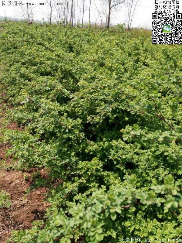 薔薇花植物 薔薇花植物