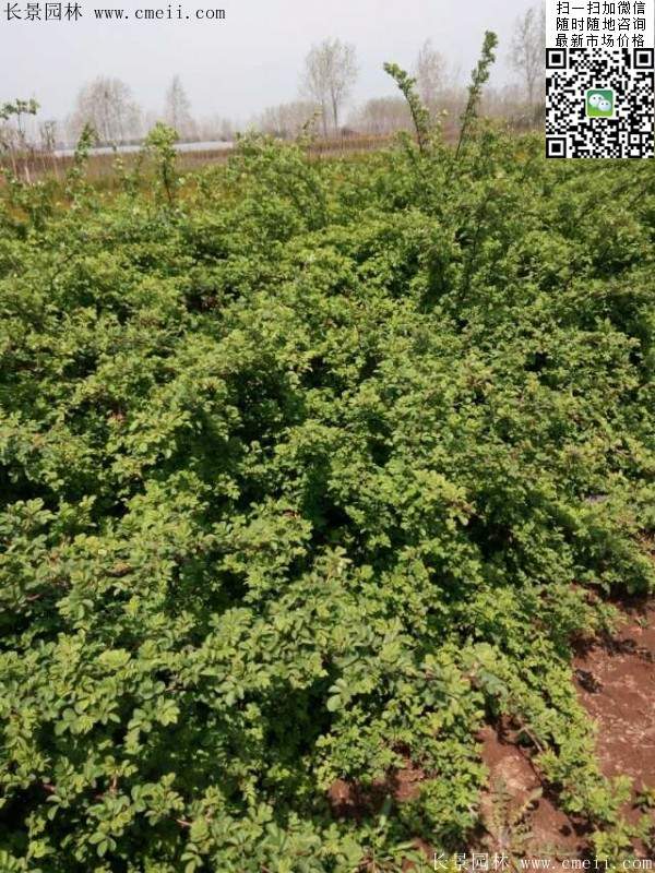 薔薇花植物 薔薇花植物