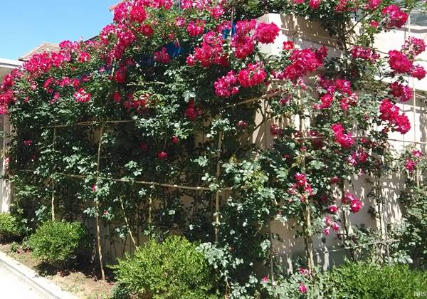 沭陽薔薇花 沭陽薔薇花