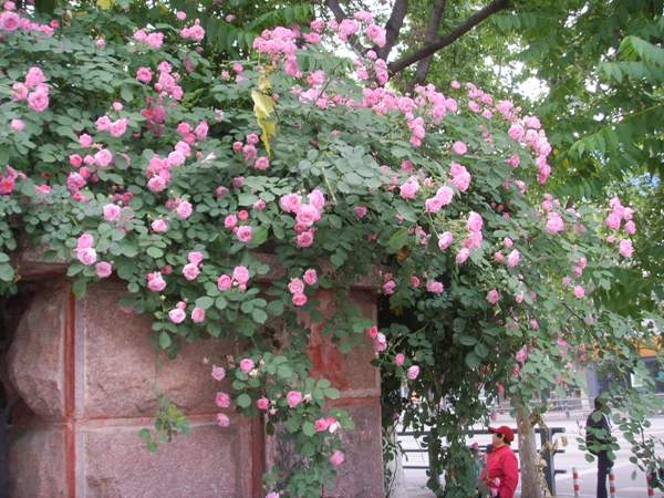 沭陽薔薇花 沭陽薔薇花