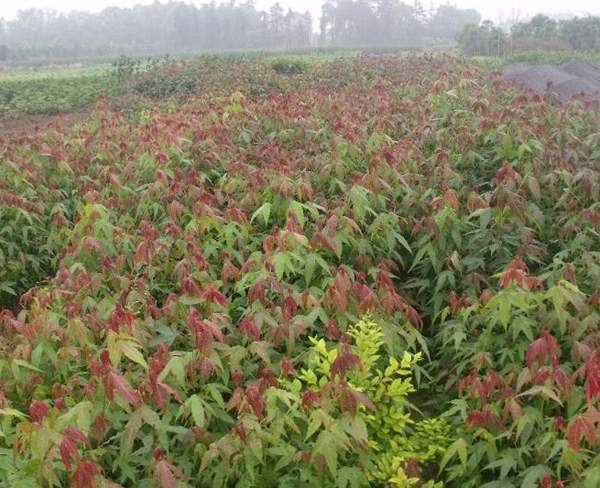 青楓基地 青楓基地