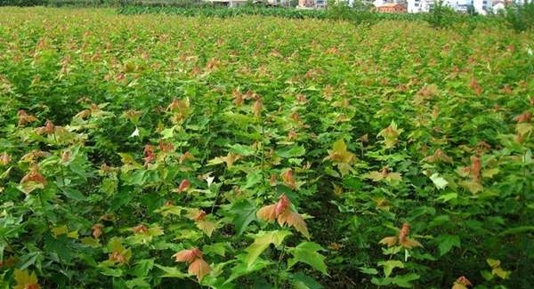 青楓樹苗 青楓樹苗