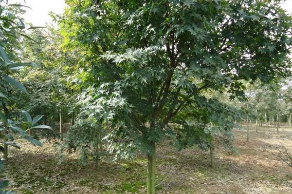 沭陽青楓樹的價格 沭陽青楓樹的價格