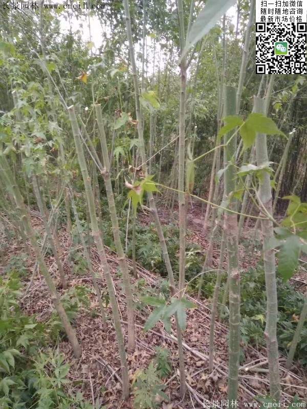 青楓樹價格 青楓樹價格