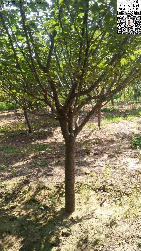 沭陽大規格的櫻花樹 沭陽大規格的櫻花樹