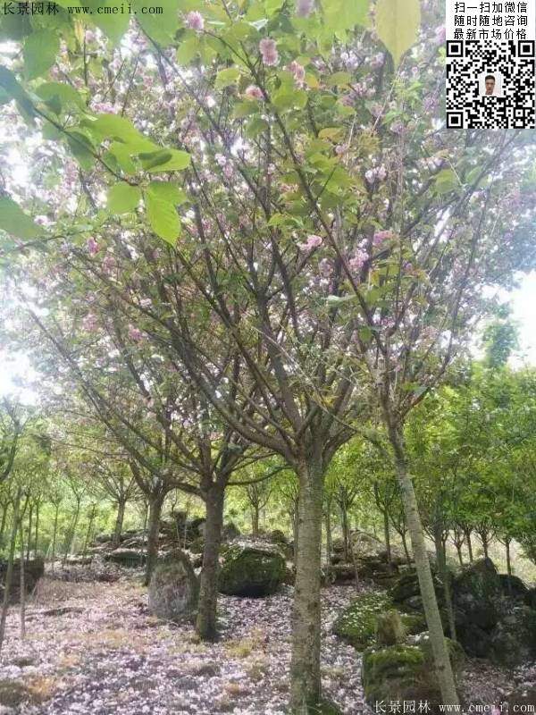 沭陽大規格的櫻花樹 沭陽大規格的櫻花樹