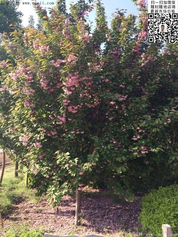 沭陽大規格的櫻花樹 沭陽大規格的櫻花樹