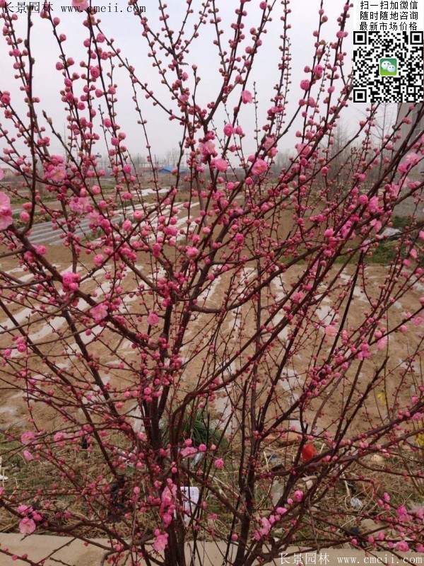 沭陽榆葉梅 沭陽榆葉梅