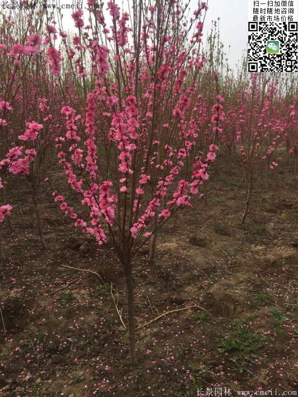 沭陽榆葉梅 沭陽榆葉梅