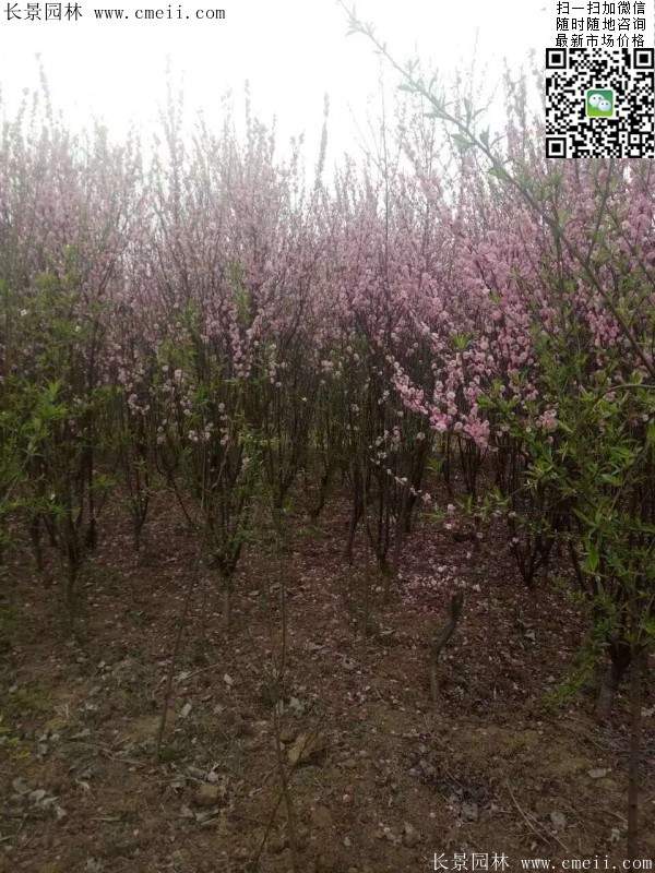 沭陽榆葉梅的價格 沭陽榆葉梅的價格