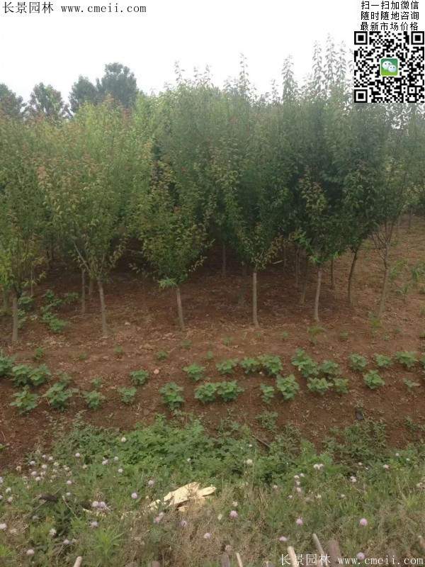 沭陽的榆葉梅樹 沭陽的榆葉梅樹