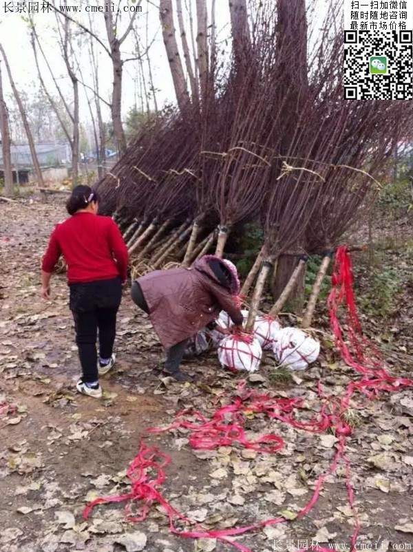 沭陽的榆葉梅樹 沭陽的榆葉梅樹