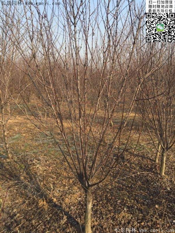 沭陽的榆葉梅樹 沭陽的榆葉梅樹