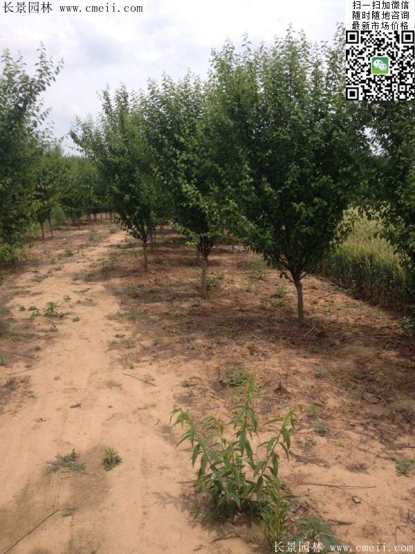 榆葉梅園林綠化 榆葉梅園林綠化