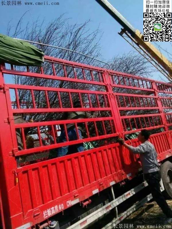 榆葉梅園林綠化 榆葉梅園林綠化