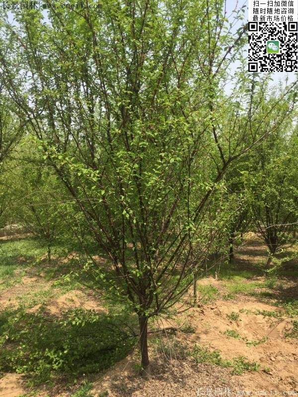 榆葉梅綠化 榆葉梅綠化