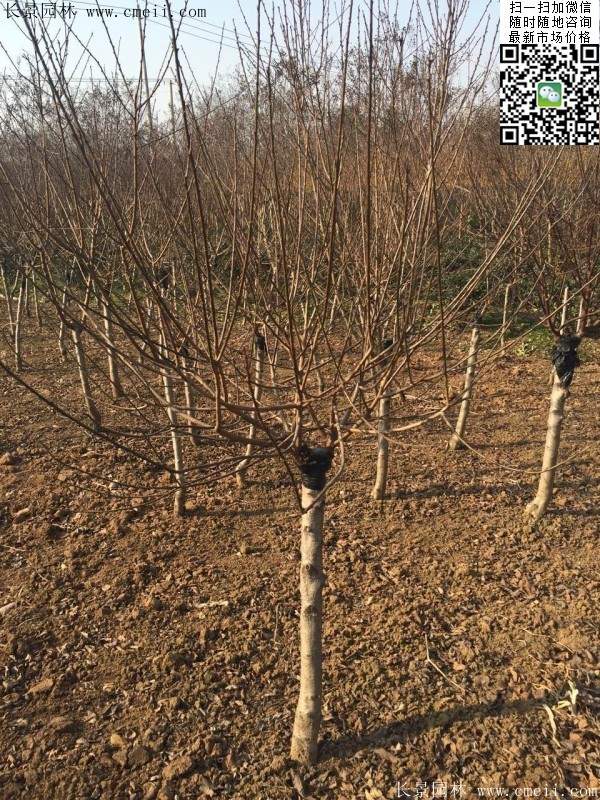 種植榆葉梅 種植榆葉梅