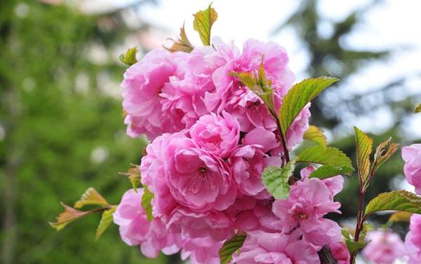 沭陽榆葉梅規(guī)格 沭陽榆葉梅規(guī)格