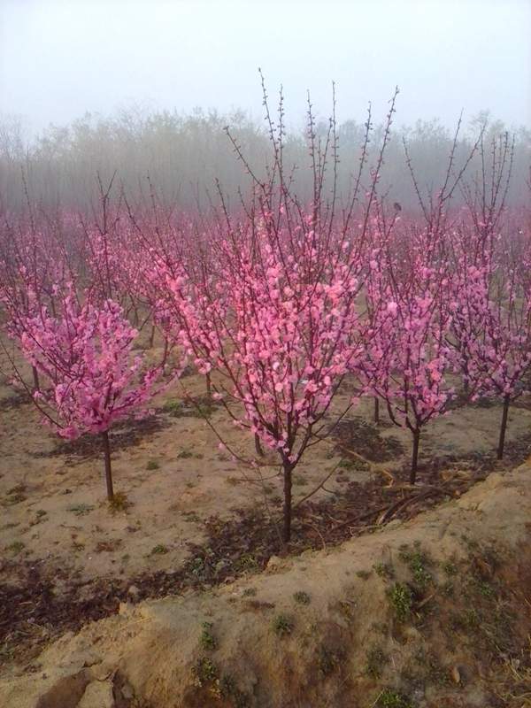 沭陽榆葉梅規(guī)格 沭陽榆葉梅規(guī)格